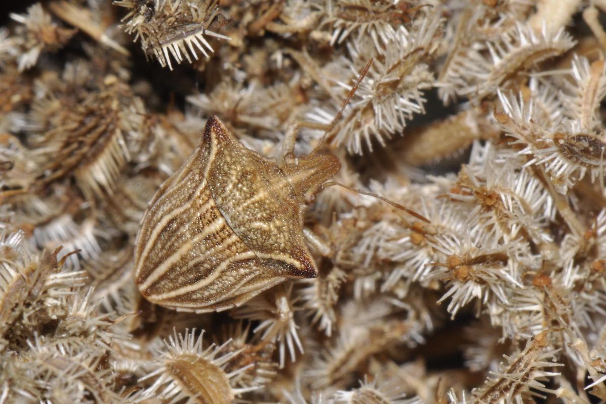 Ancyrosoma