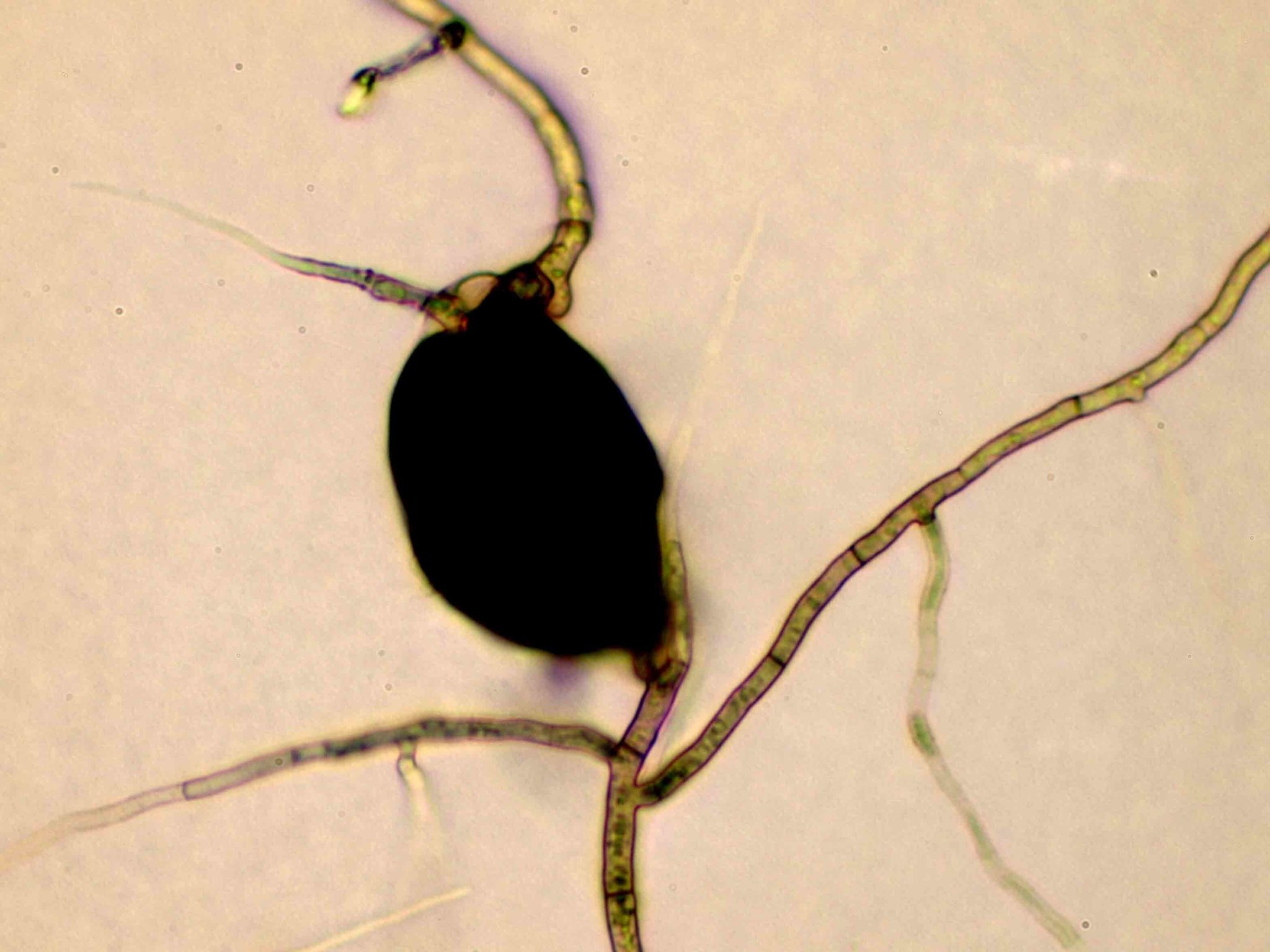 Macrophomina phaseolina
