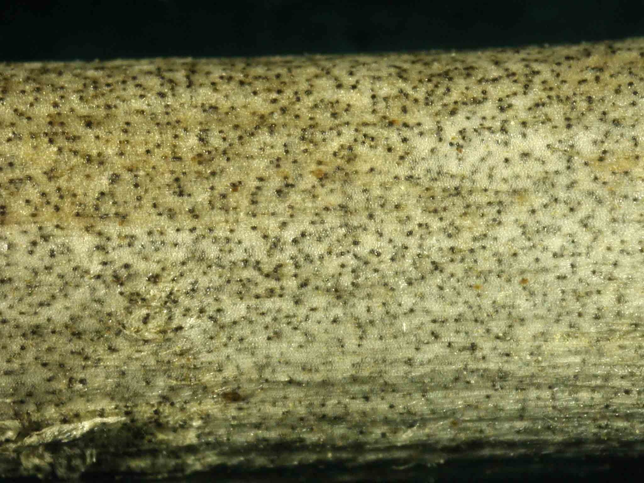 Macrophomina phaseolina
