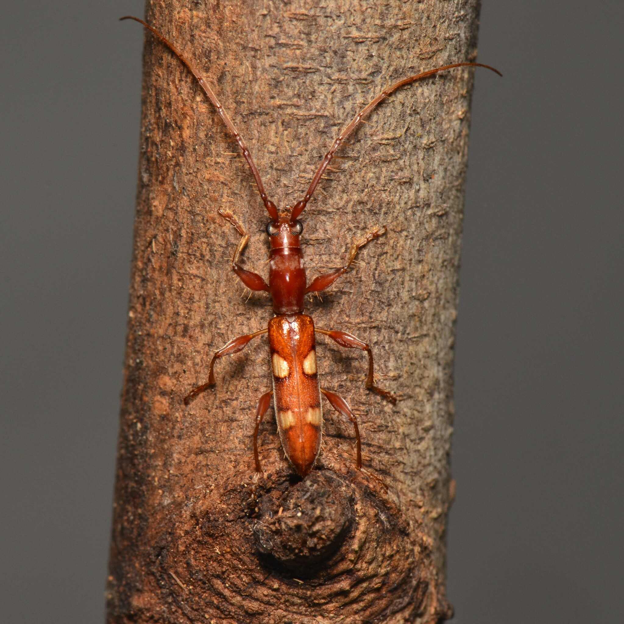 Neocompsa