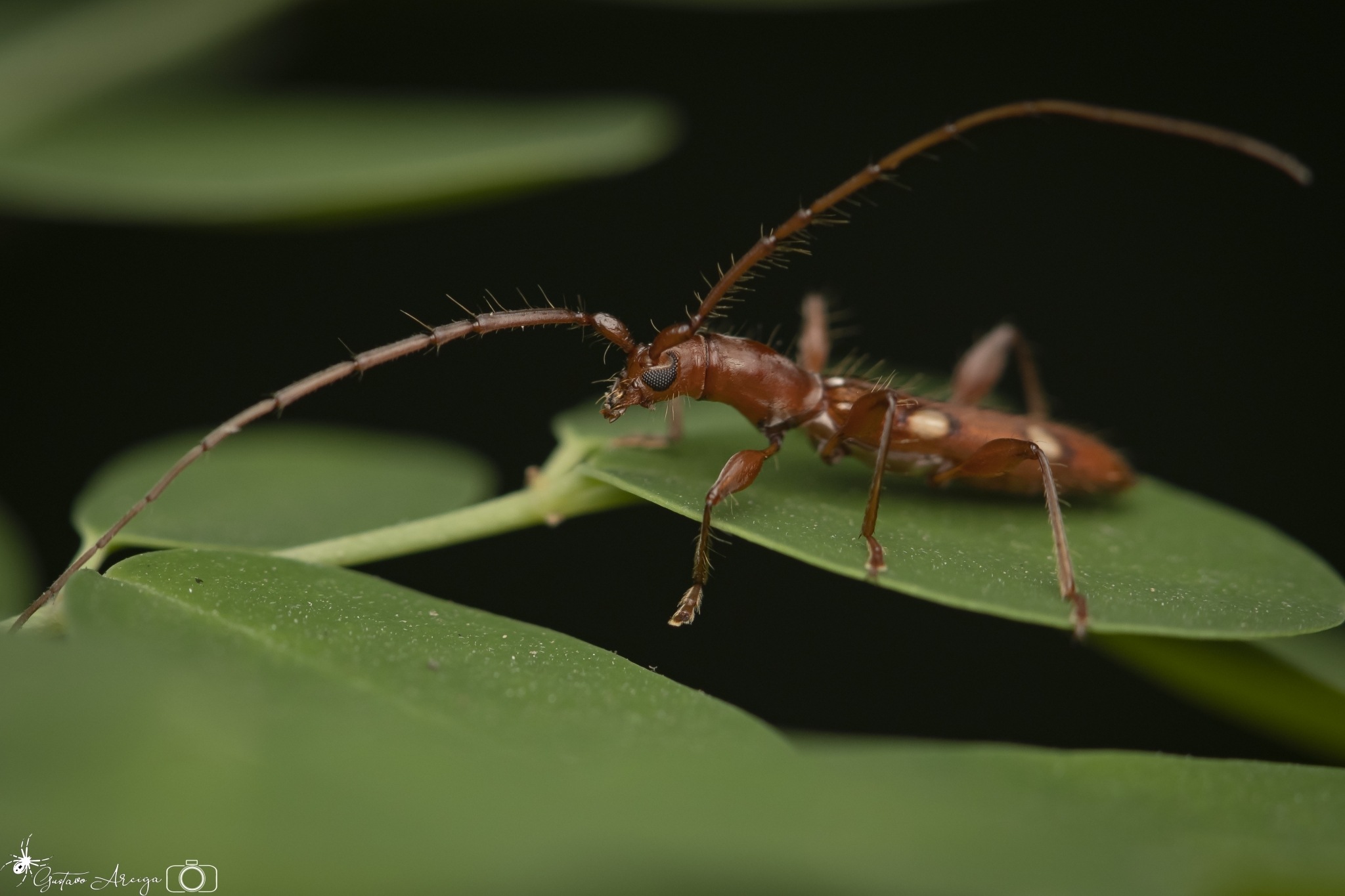 Neocompsa