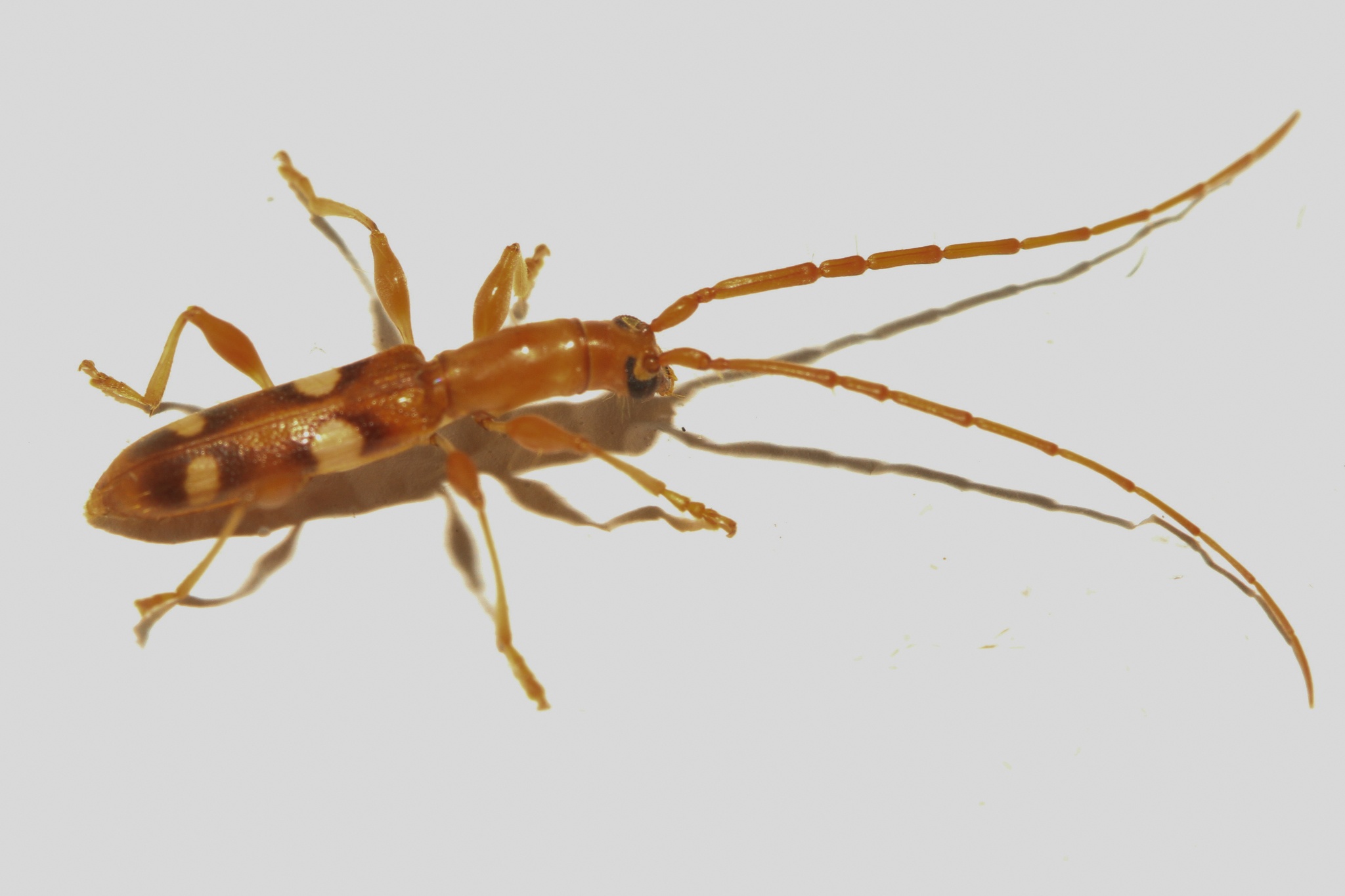 Neocompsa