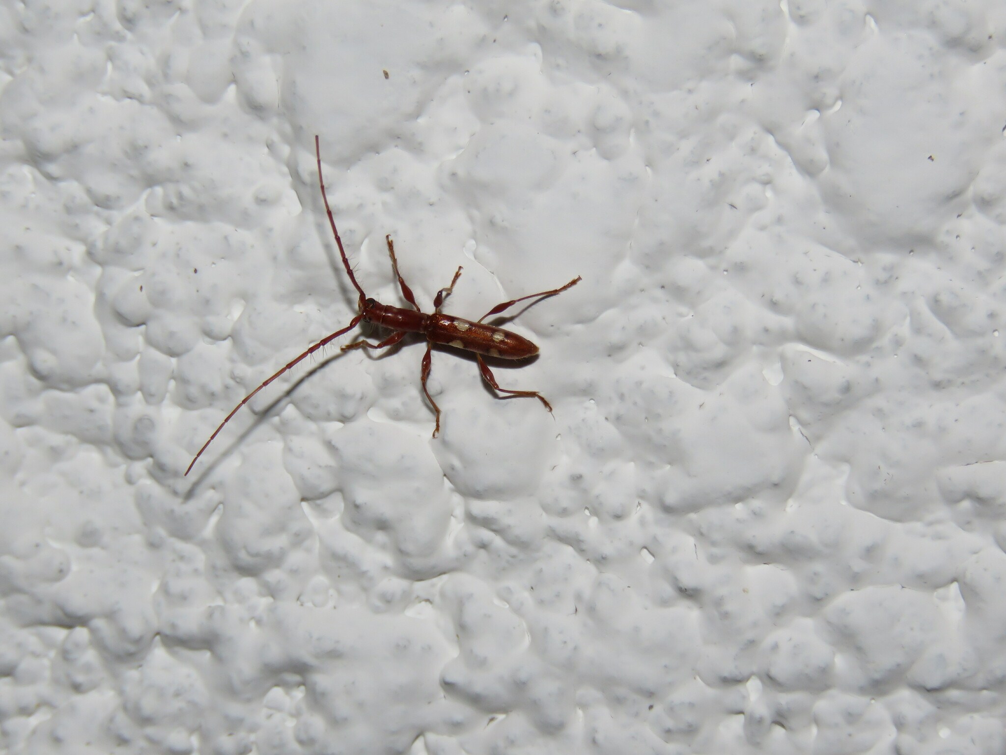 Neocompsa