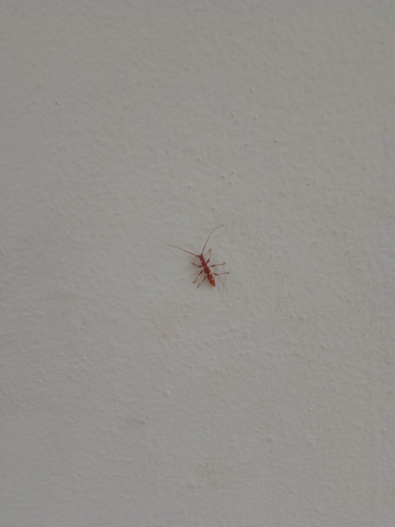 Neocompsa