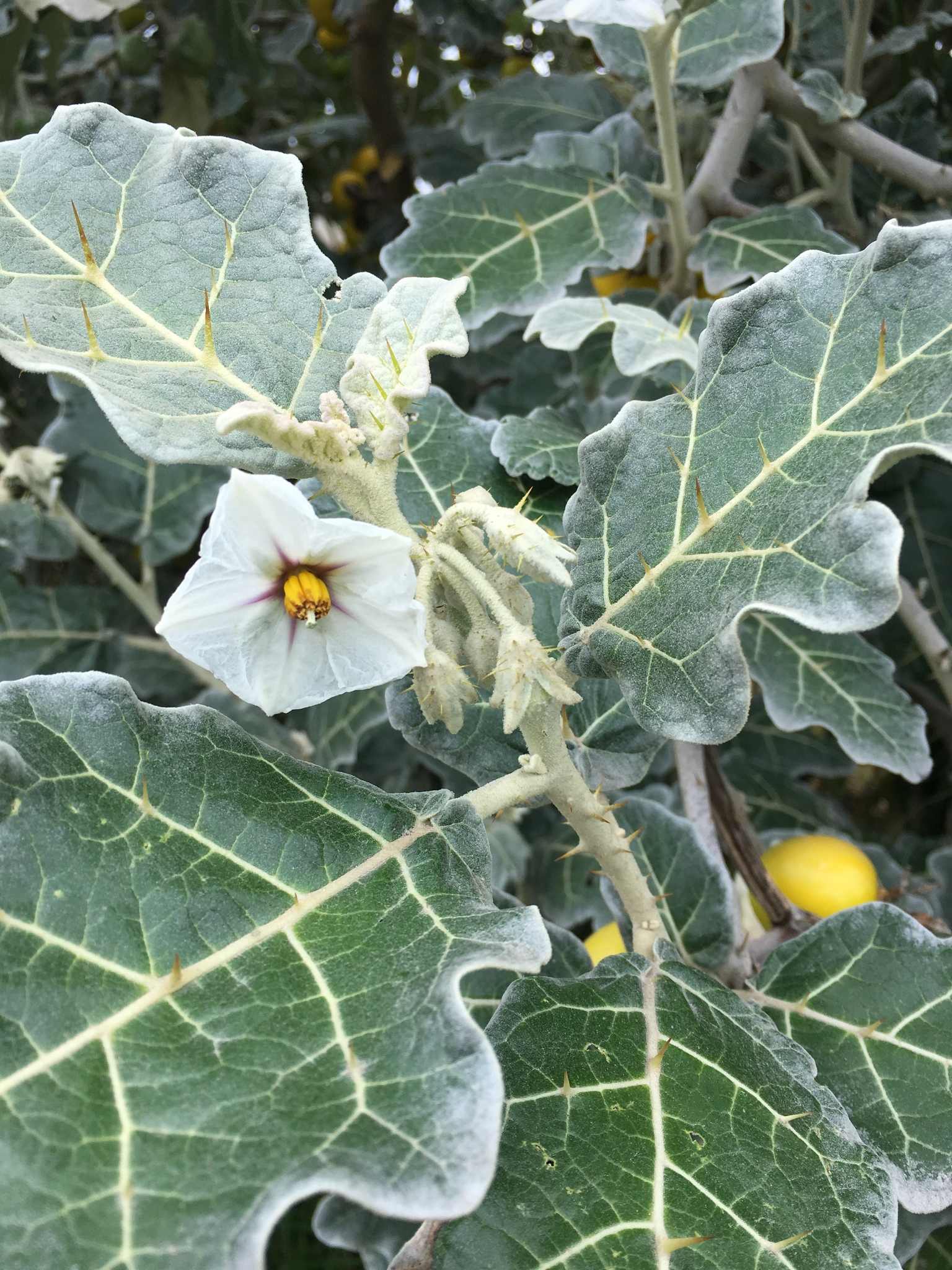 Solanum marginatum