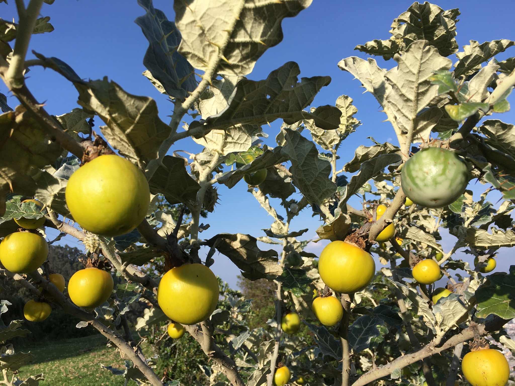 Solanum marginatum