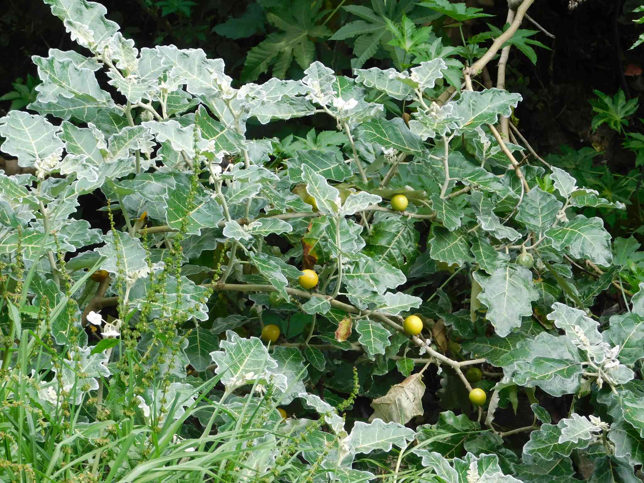 Solanum marginatum