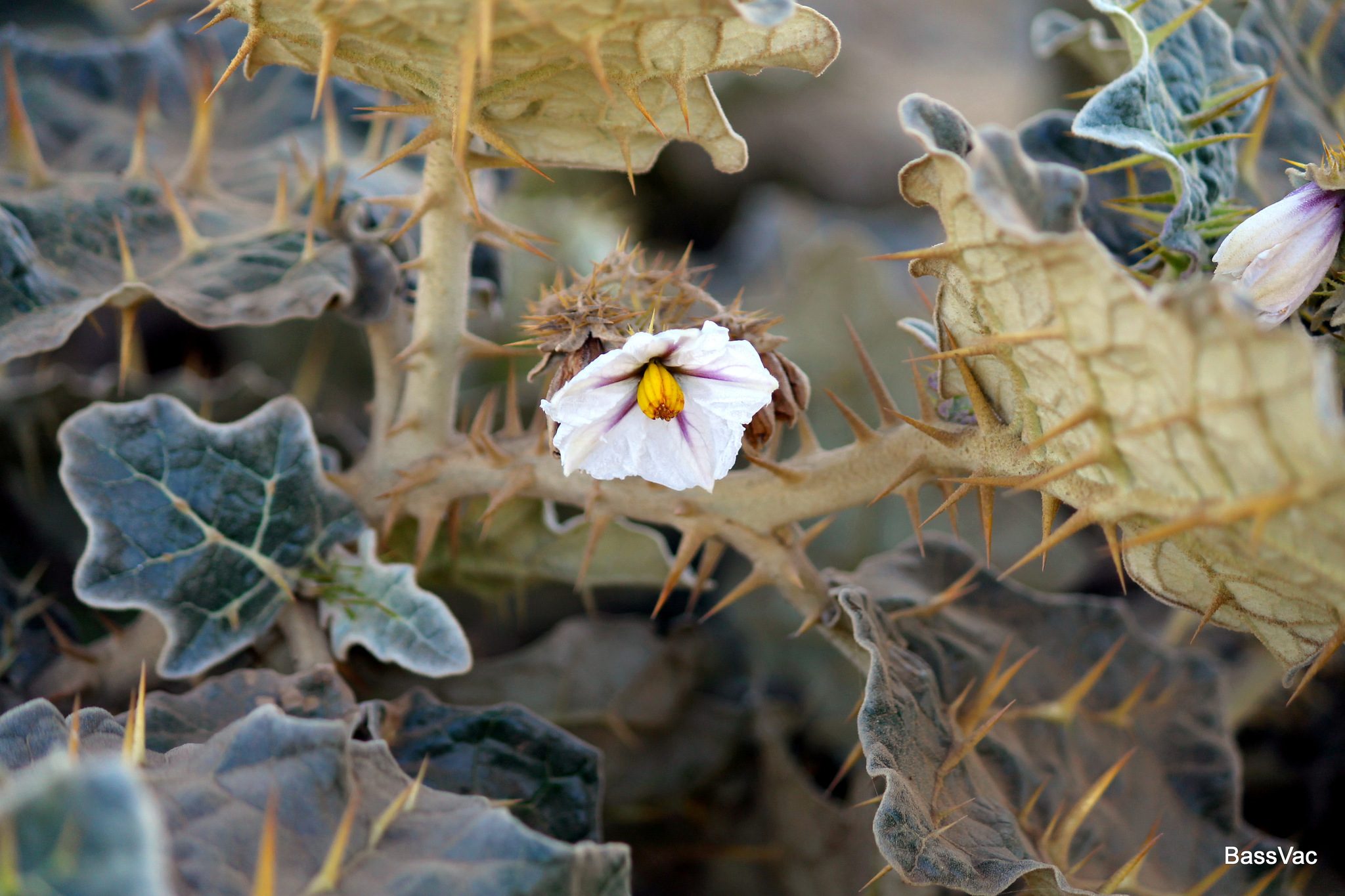 Solanum marginatum