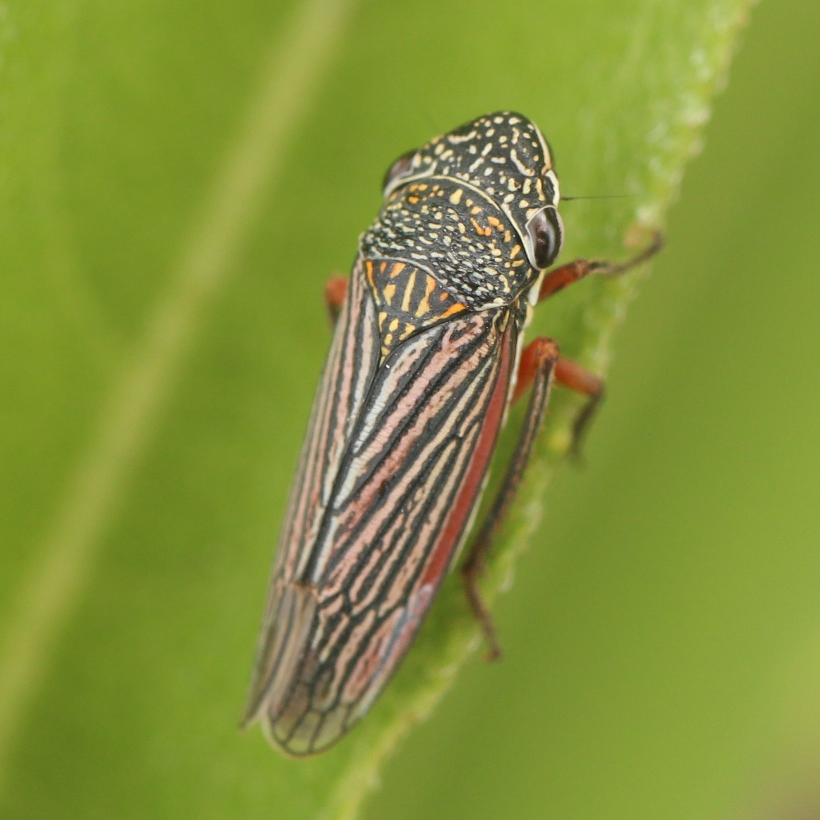 Cuerna costalis