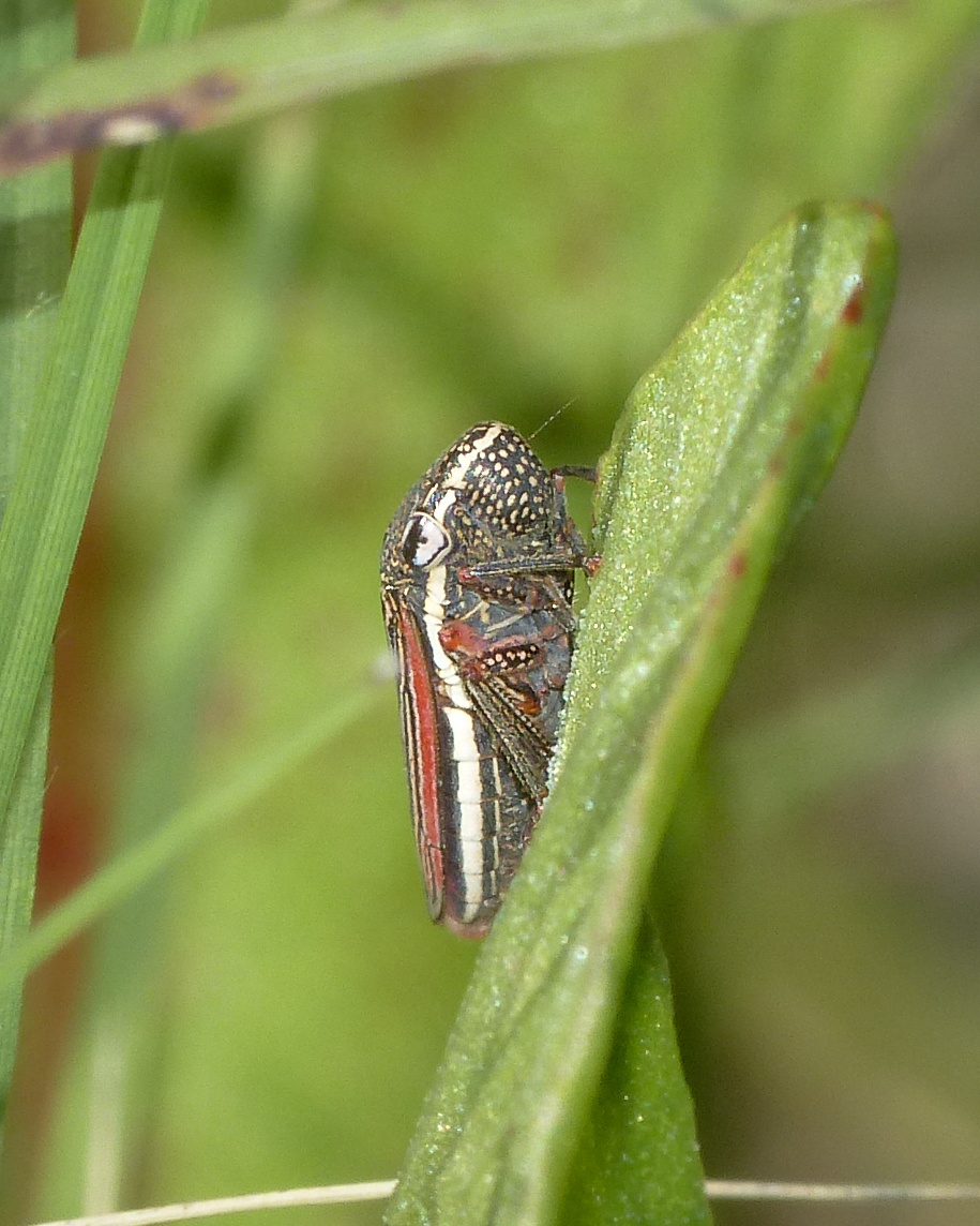Cuerna costalis