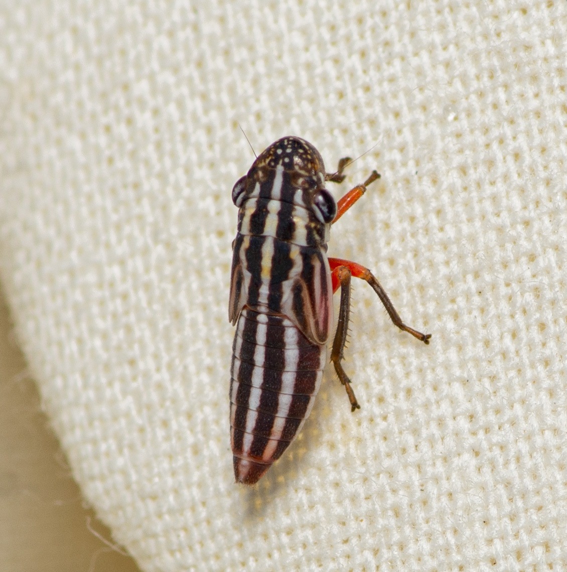 Cuerna costalis