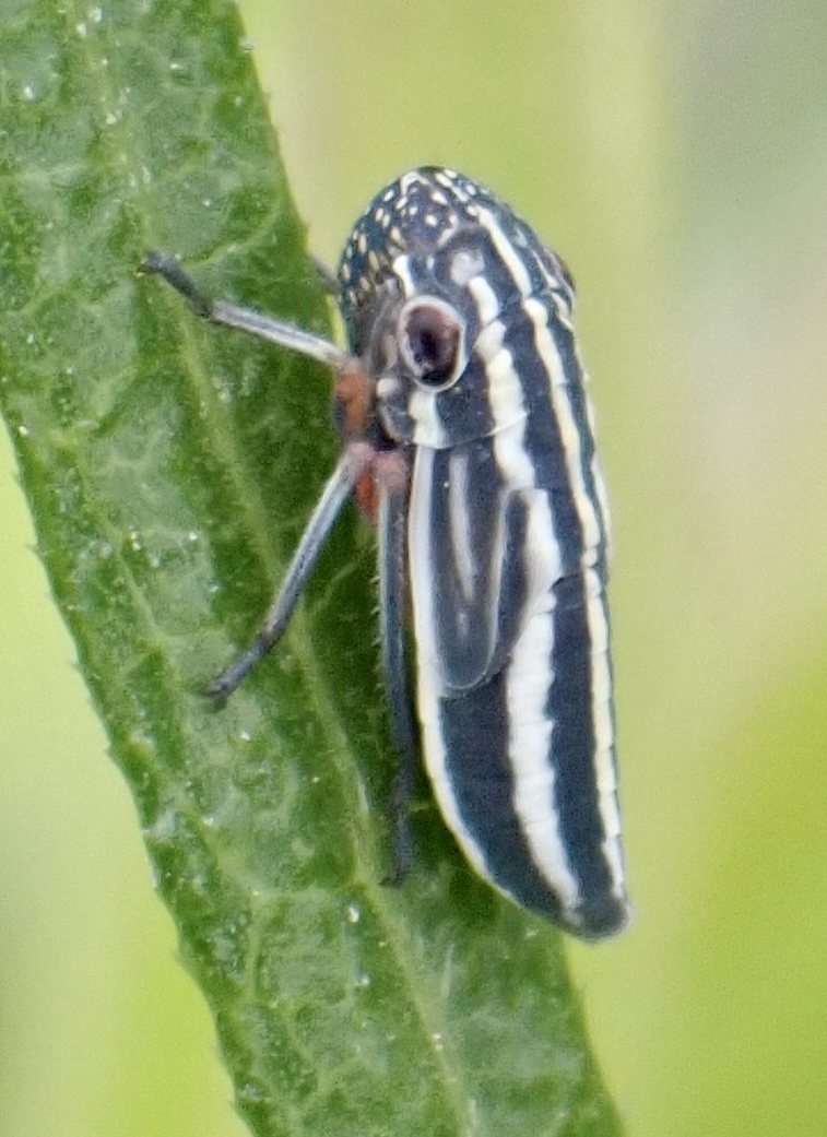 Cuerna costalis