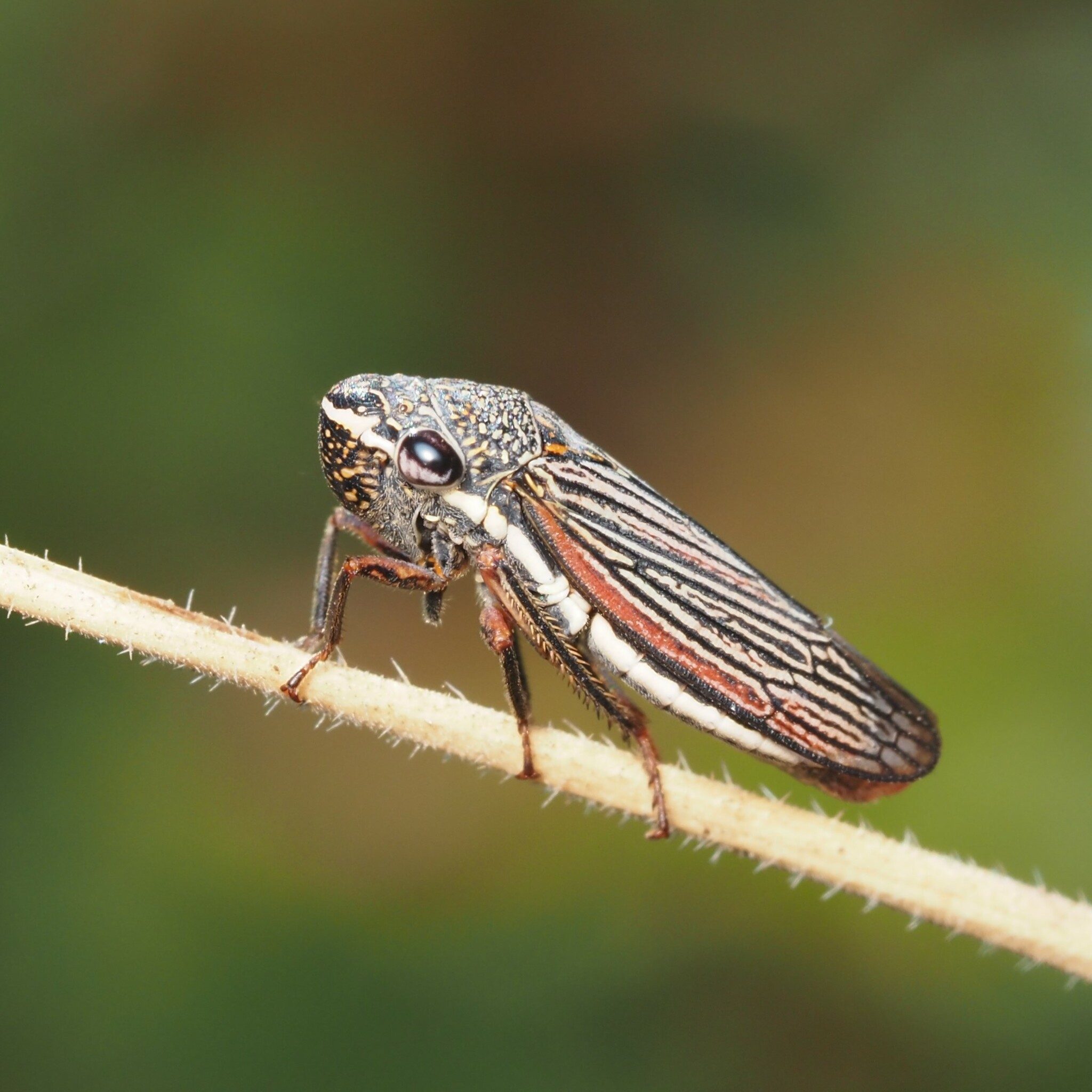 Cuerna costalis