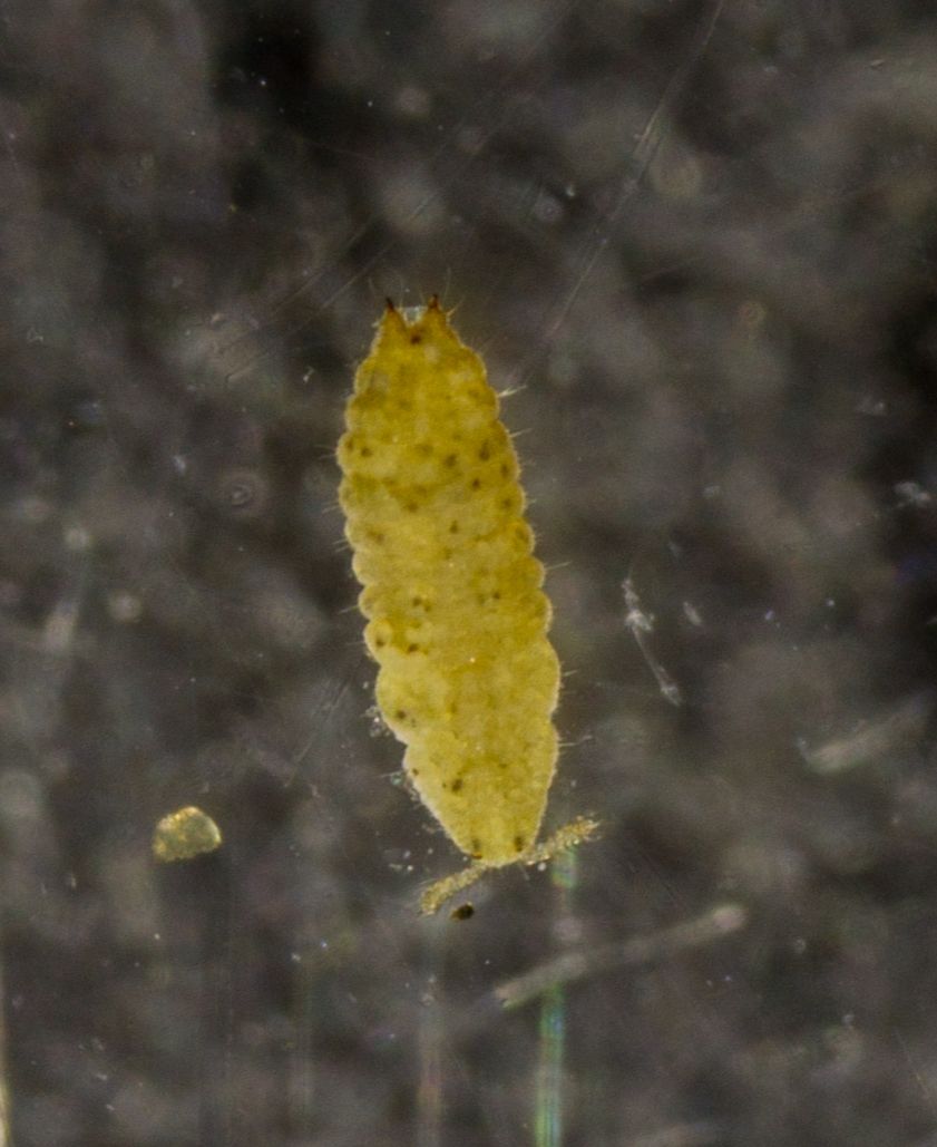 Geococcus coffeae