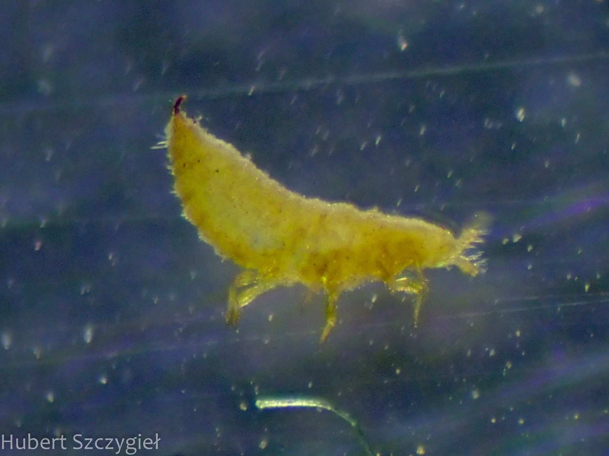 Geococcus coffeae