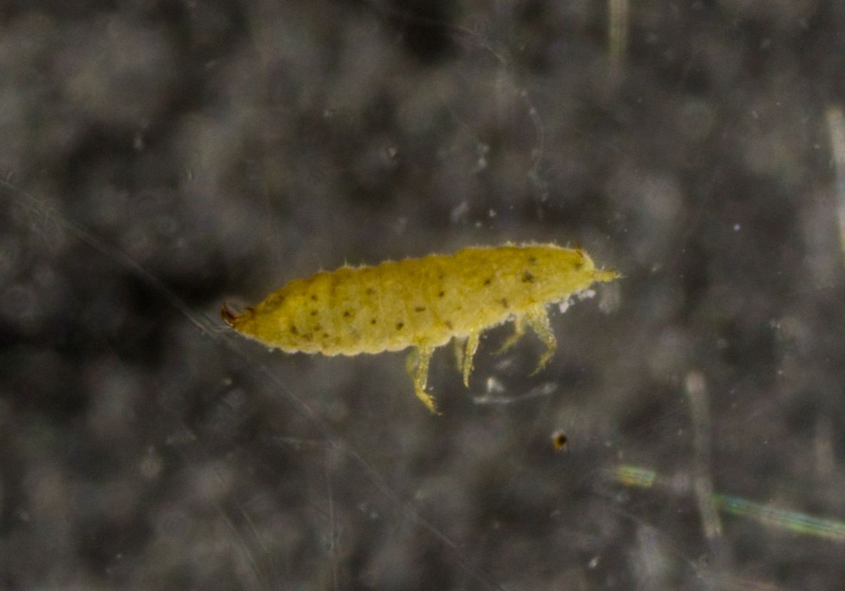 Geococcus coffeae