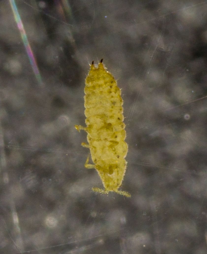 Geococcus coffeae