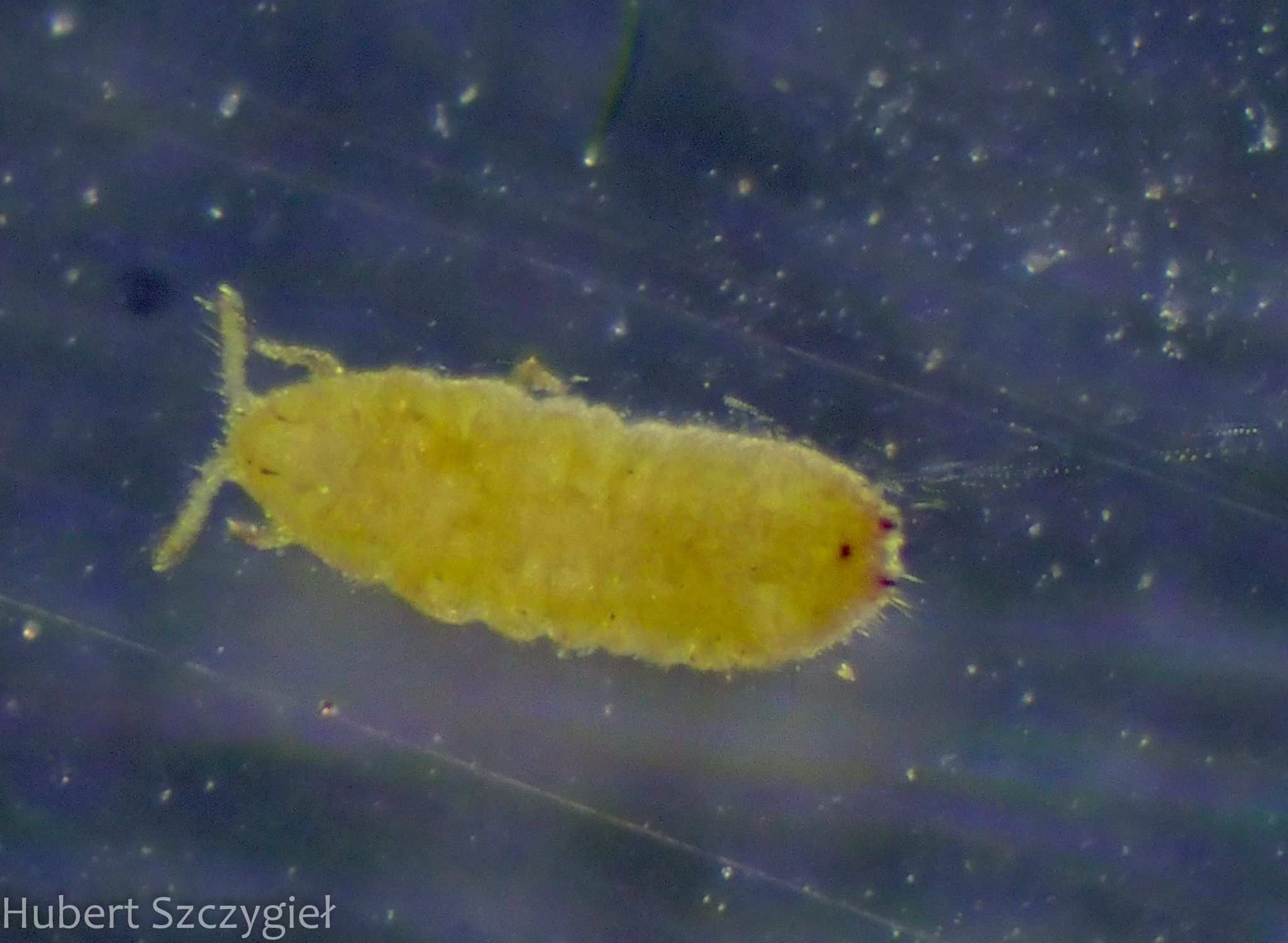 Geococcus coffeae