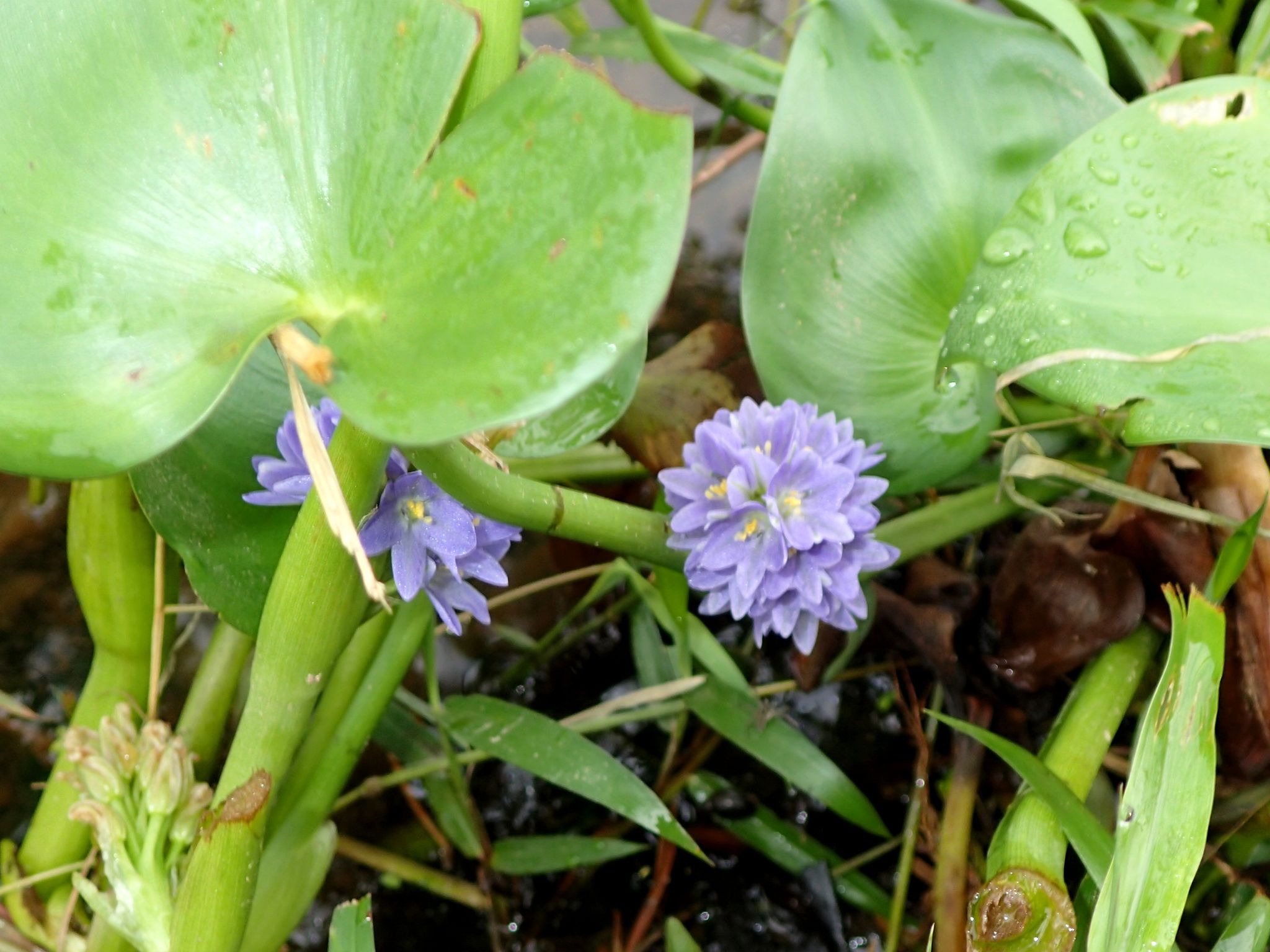 Pontederia hastata