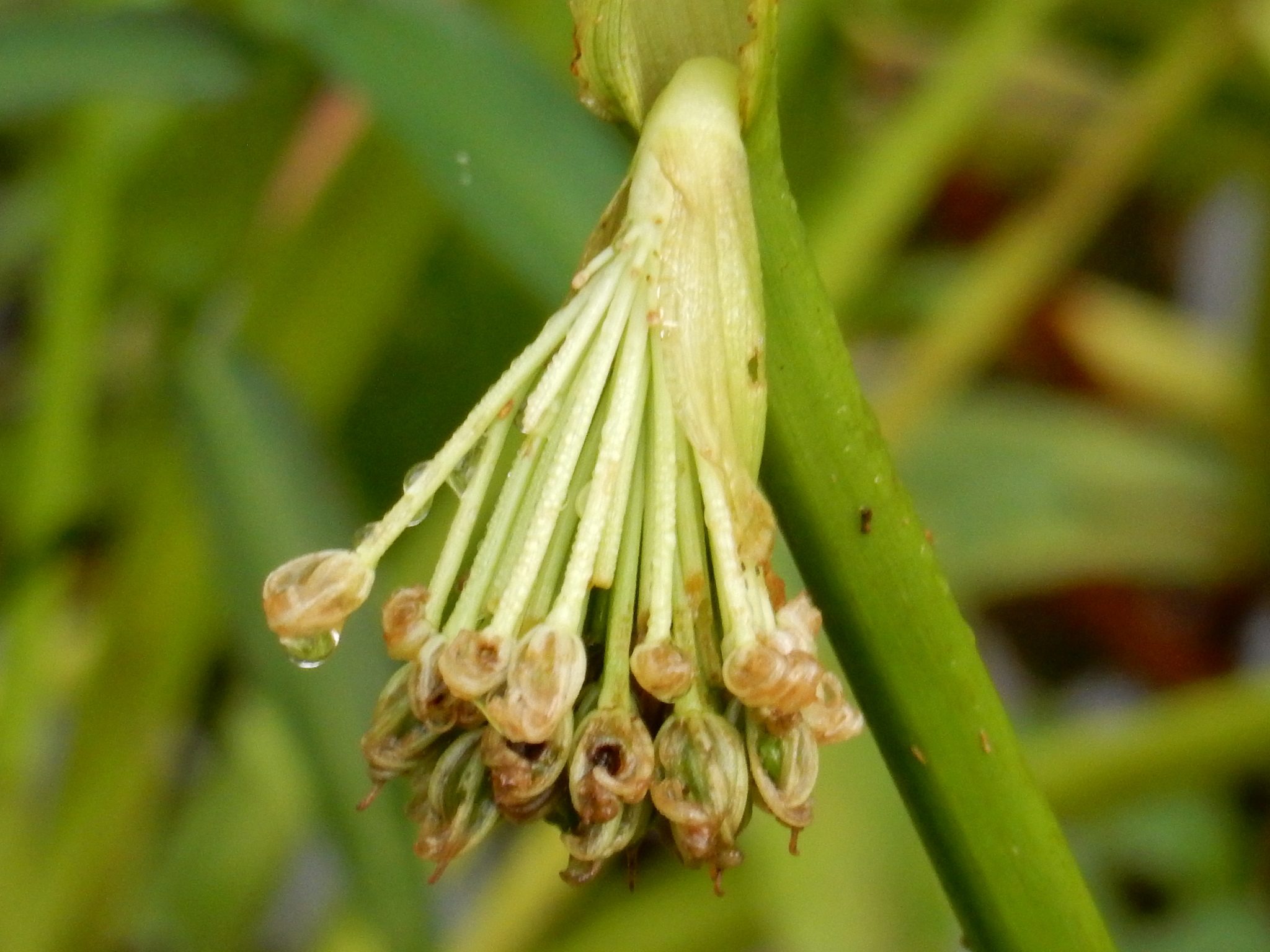 Pontederia hastata