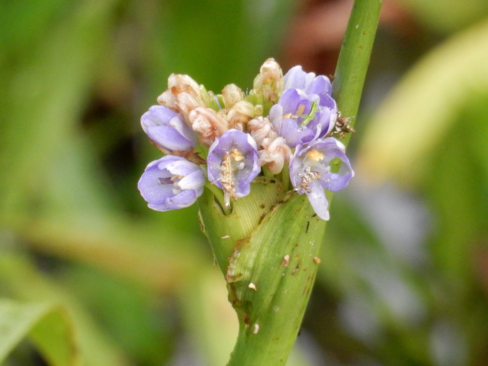 Pontederia hastata