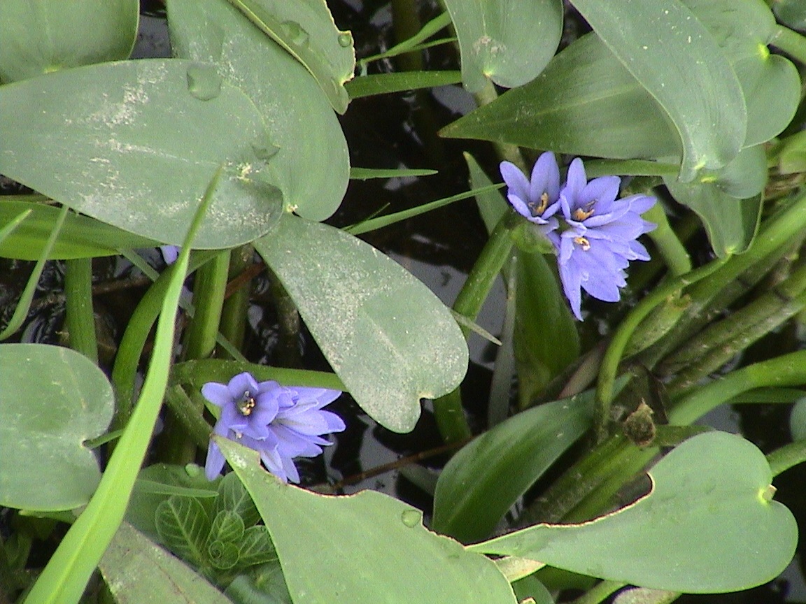 Pontederia hastata