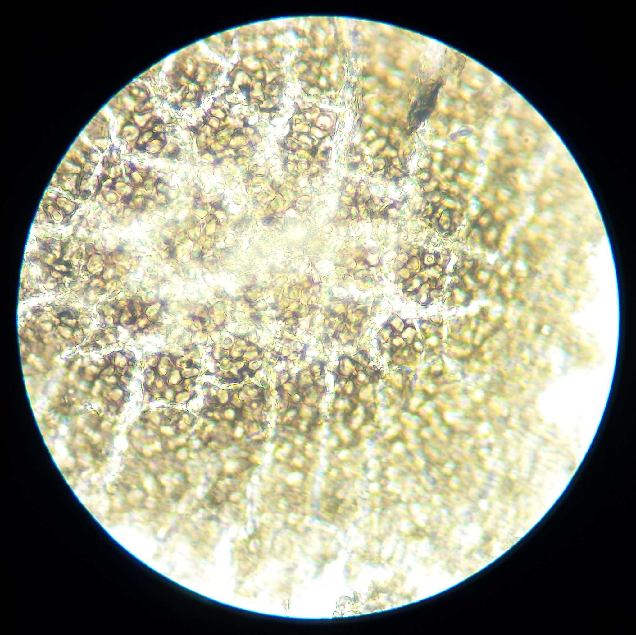 Schizothyrium pomi