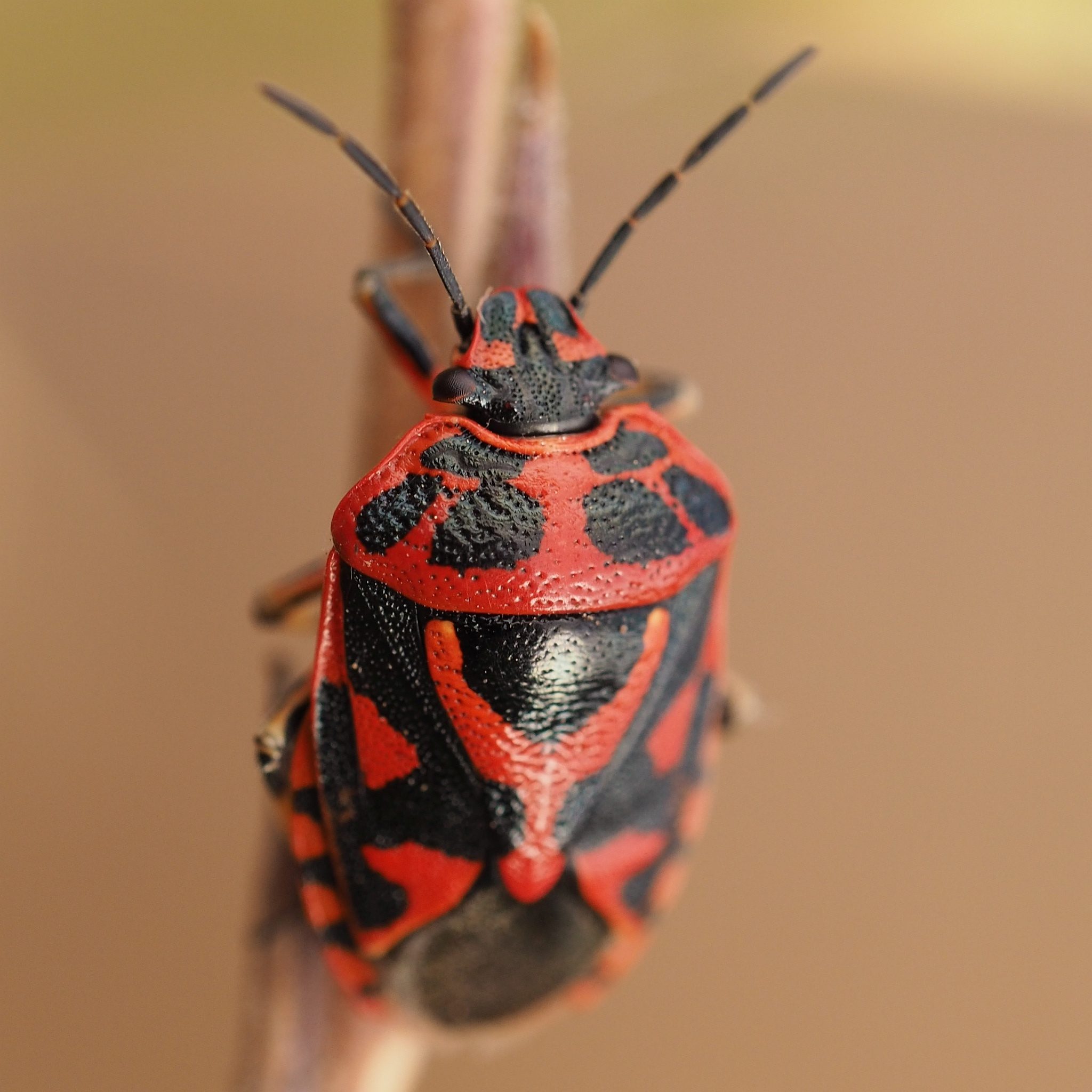 Eurydema ornata
