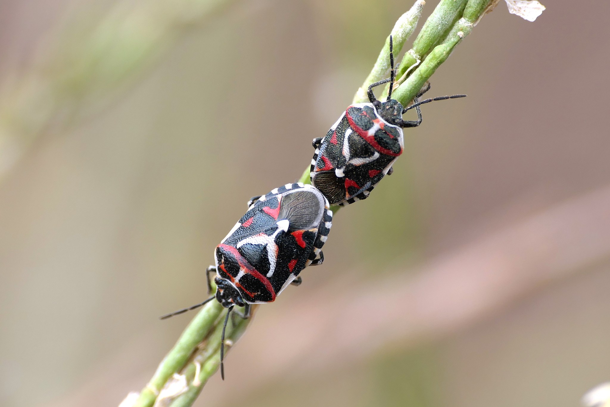 Eurydema ornata