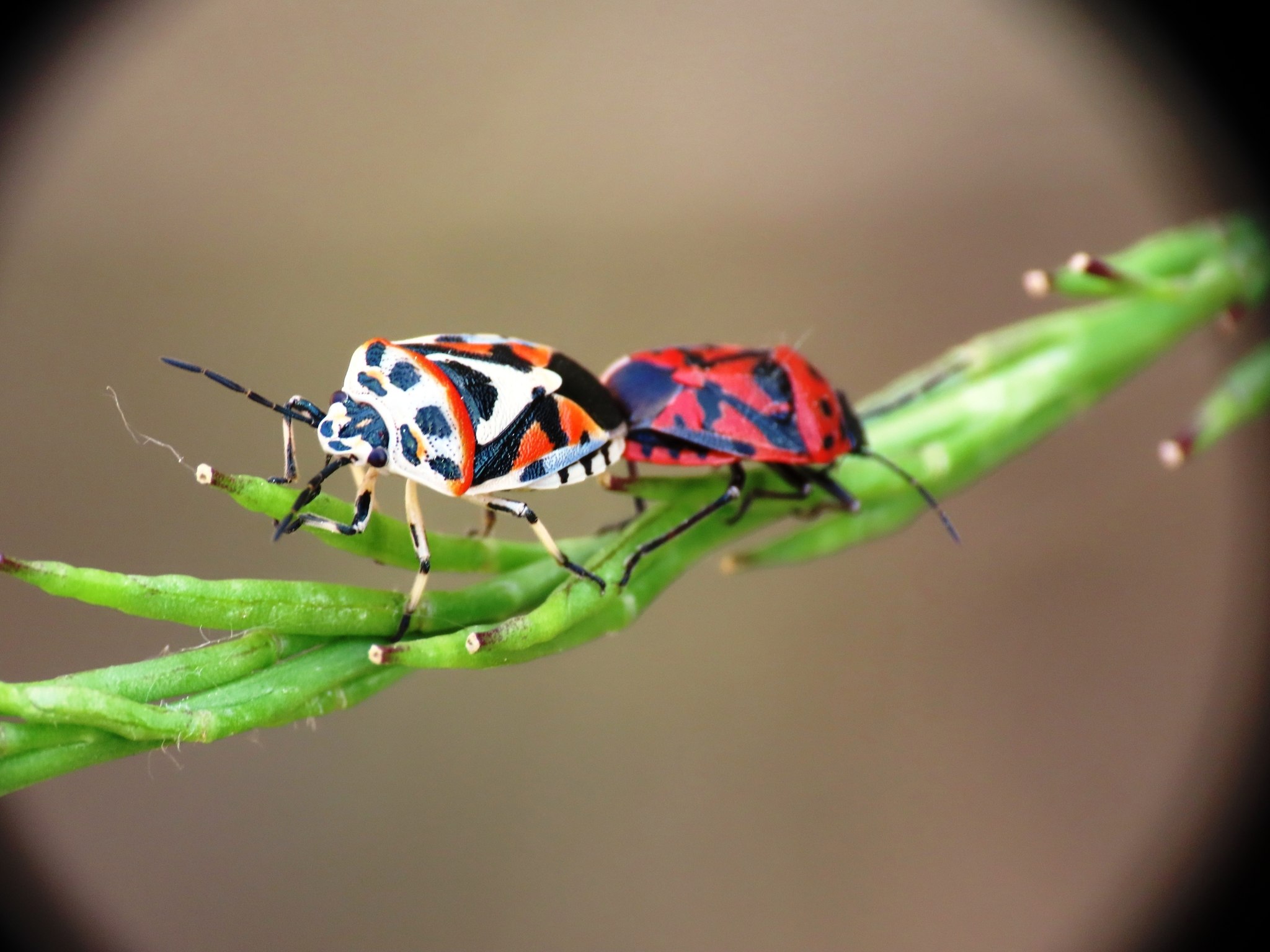 Eurydema ornata