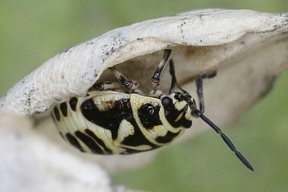 Eurydema ornata