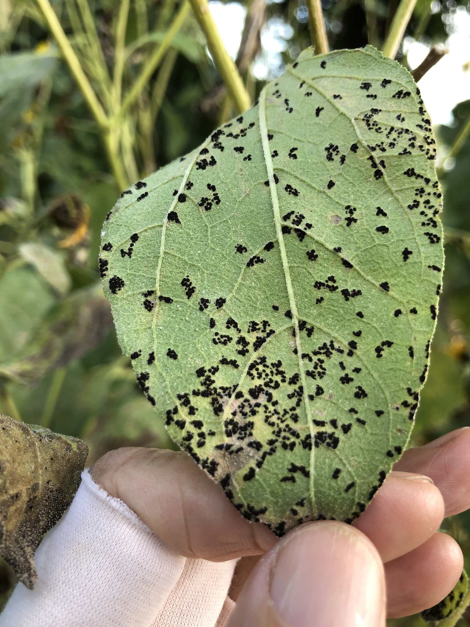 Puccinia helianthi