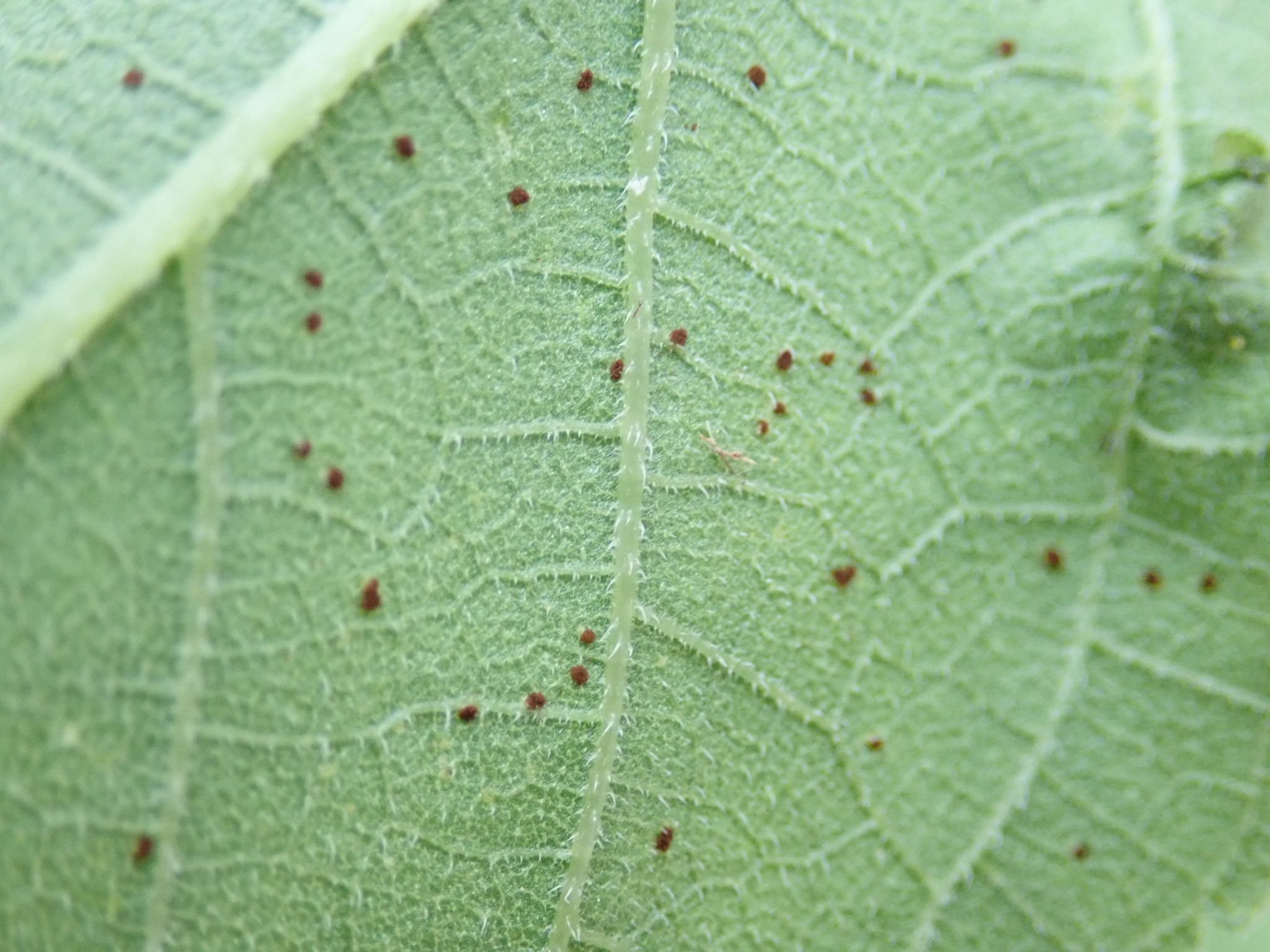 Puccinia helianthi