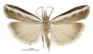 Orocrambus flexuosellus