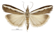 Orocrambus flexuosellus