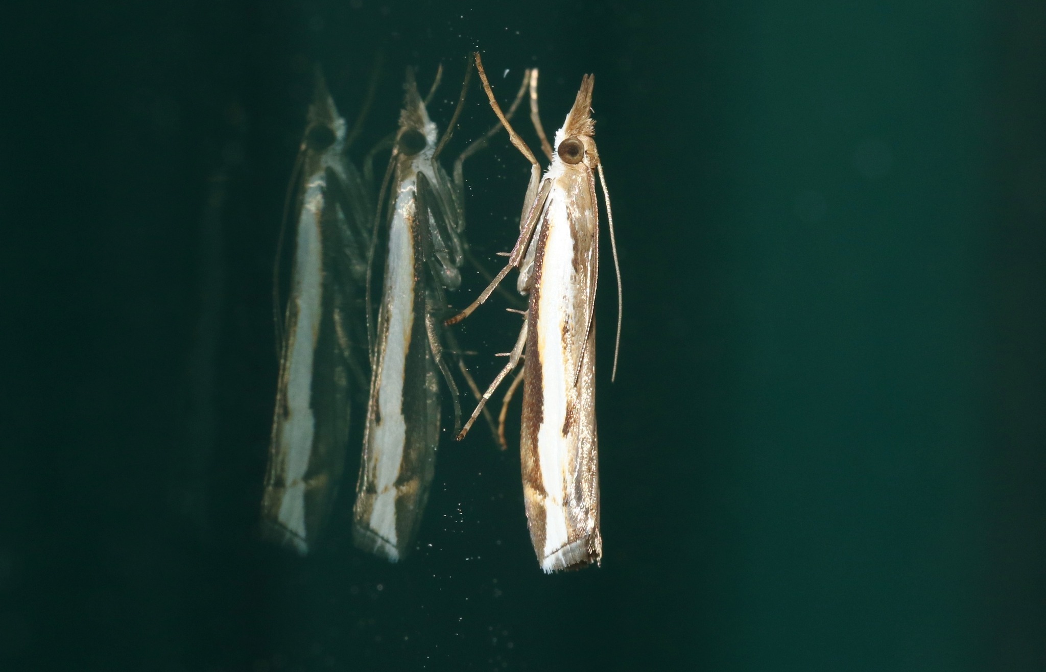 Orocrambus flexuosellus