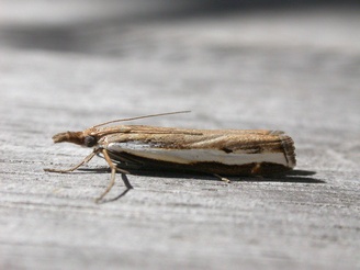 Orocrambus flexuosellus