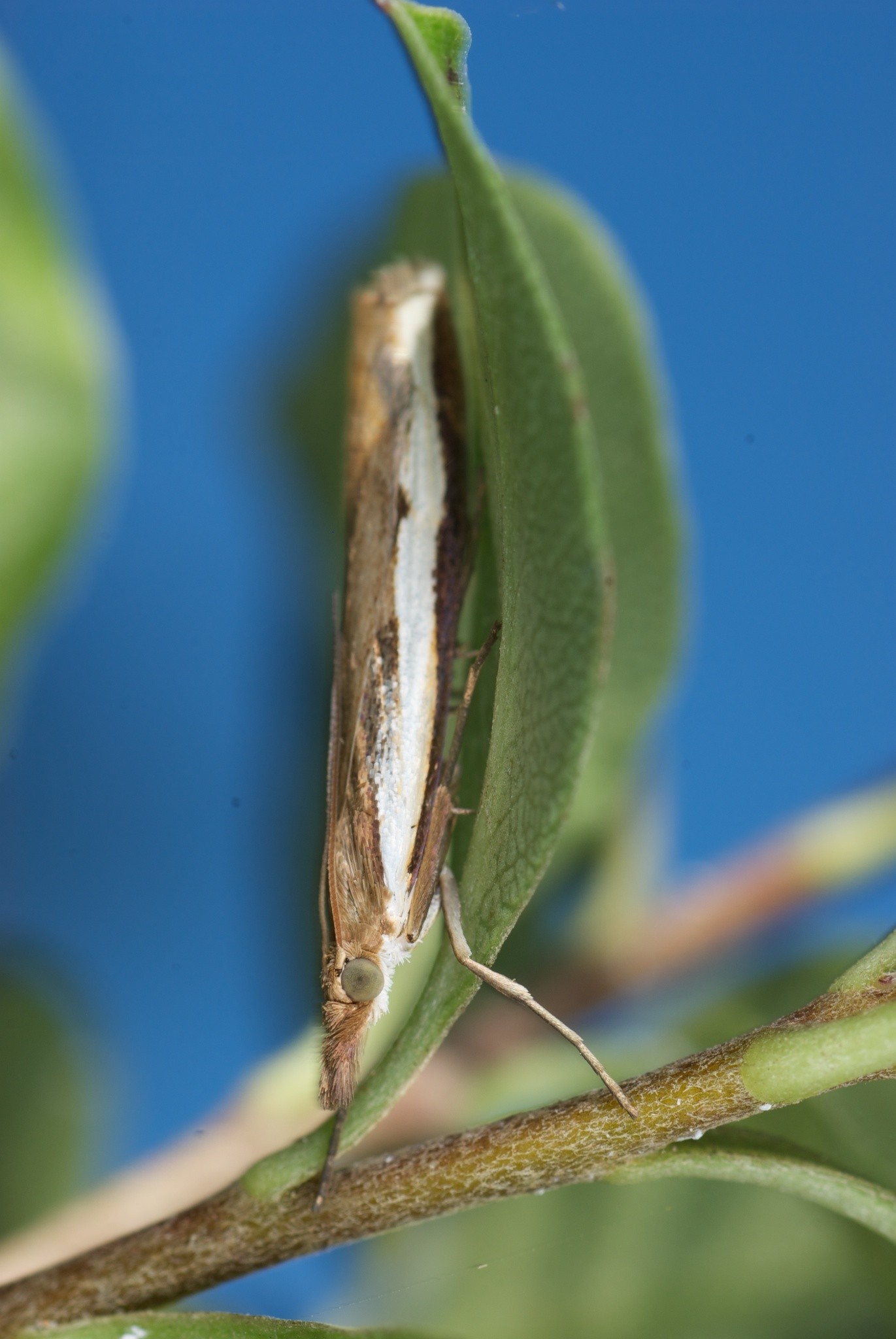 Orocrambus flexuosellus