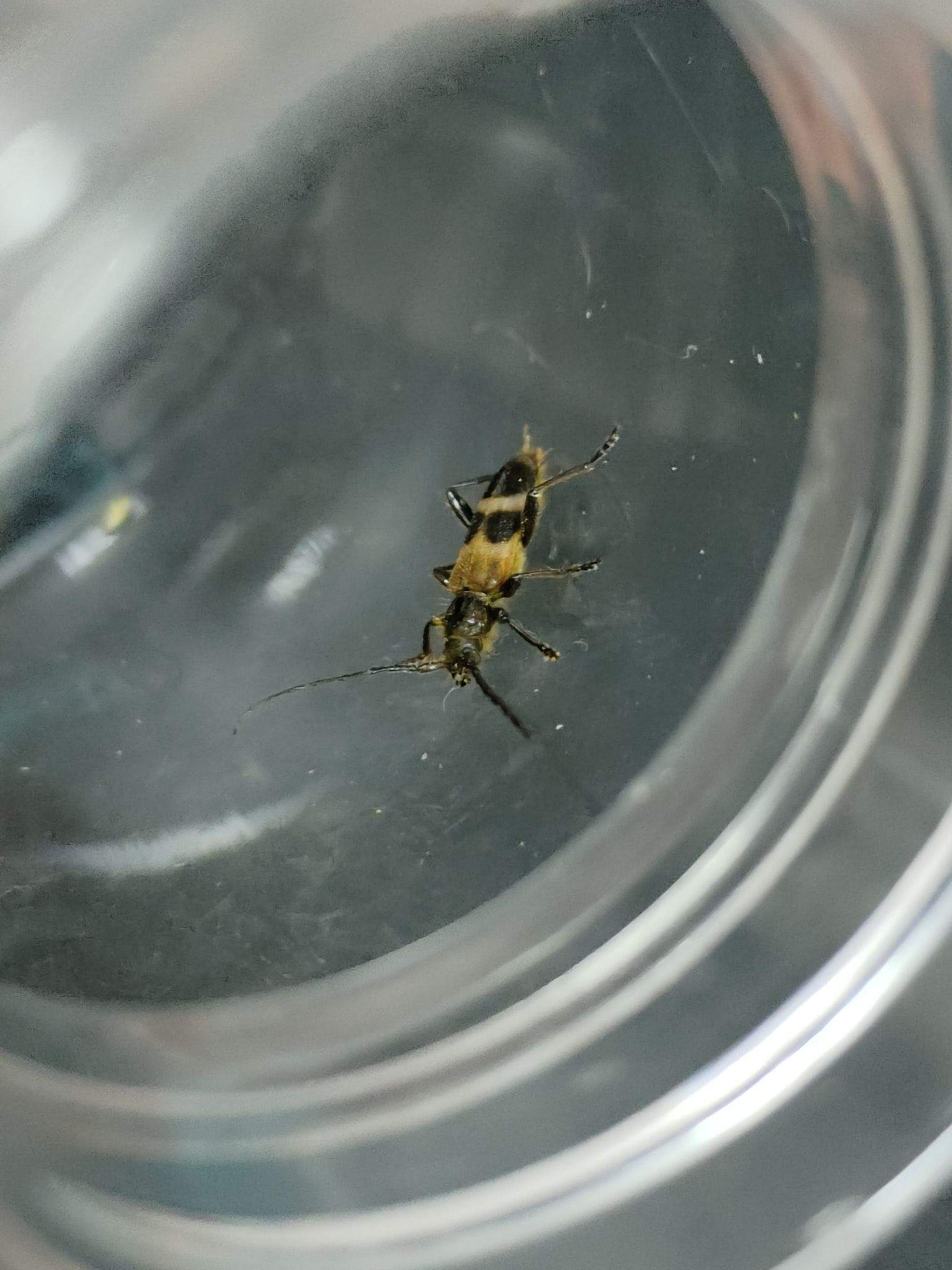 Semanotus bifasciatus