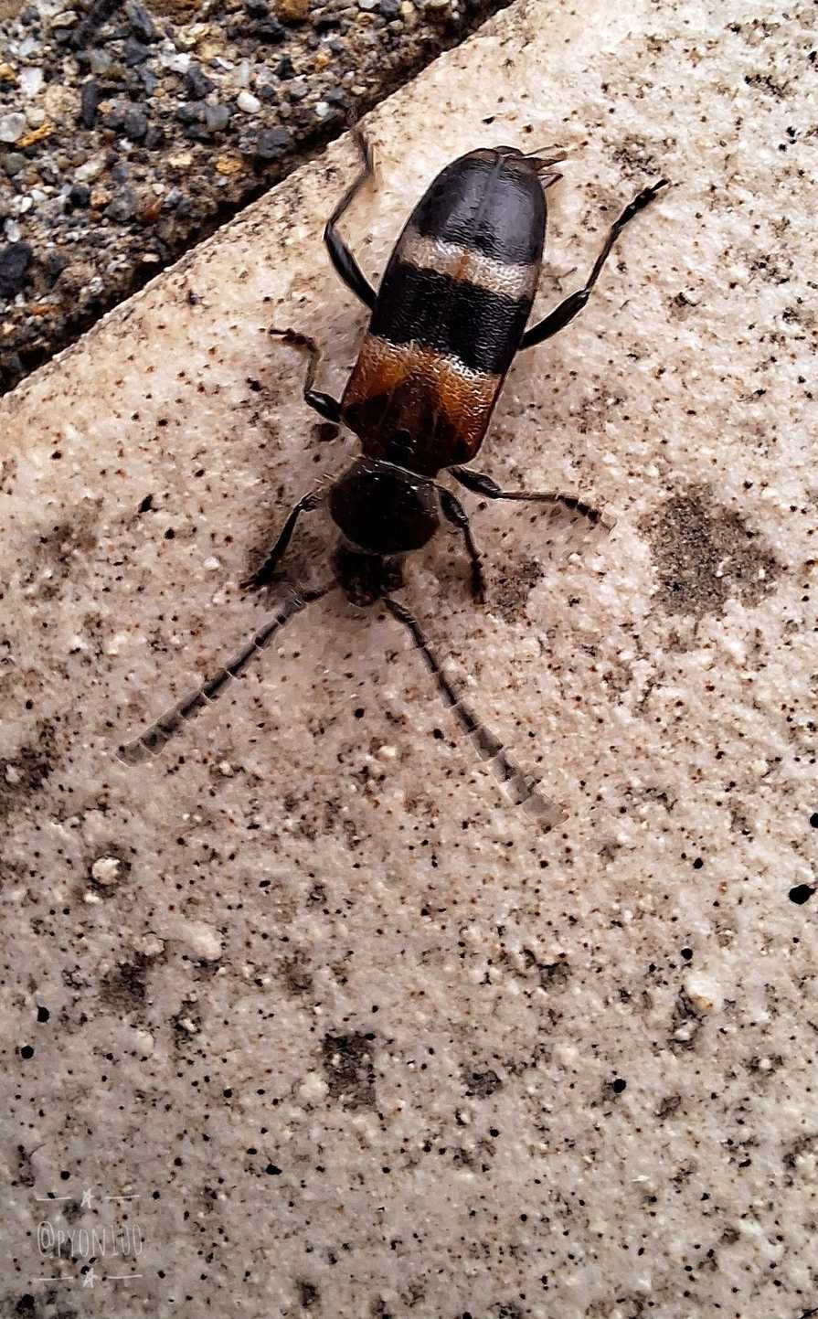 Semanotus bifasciatus