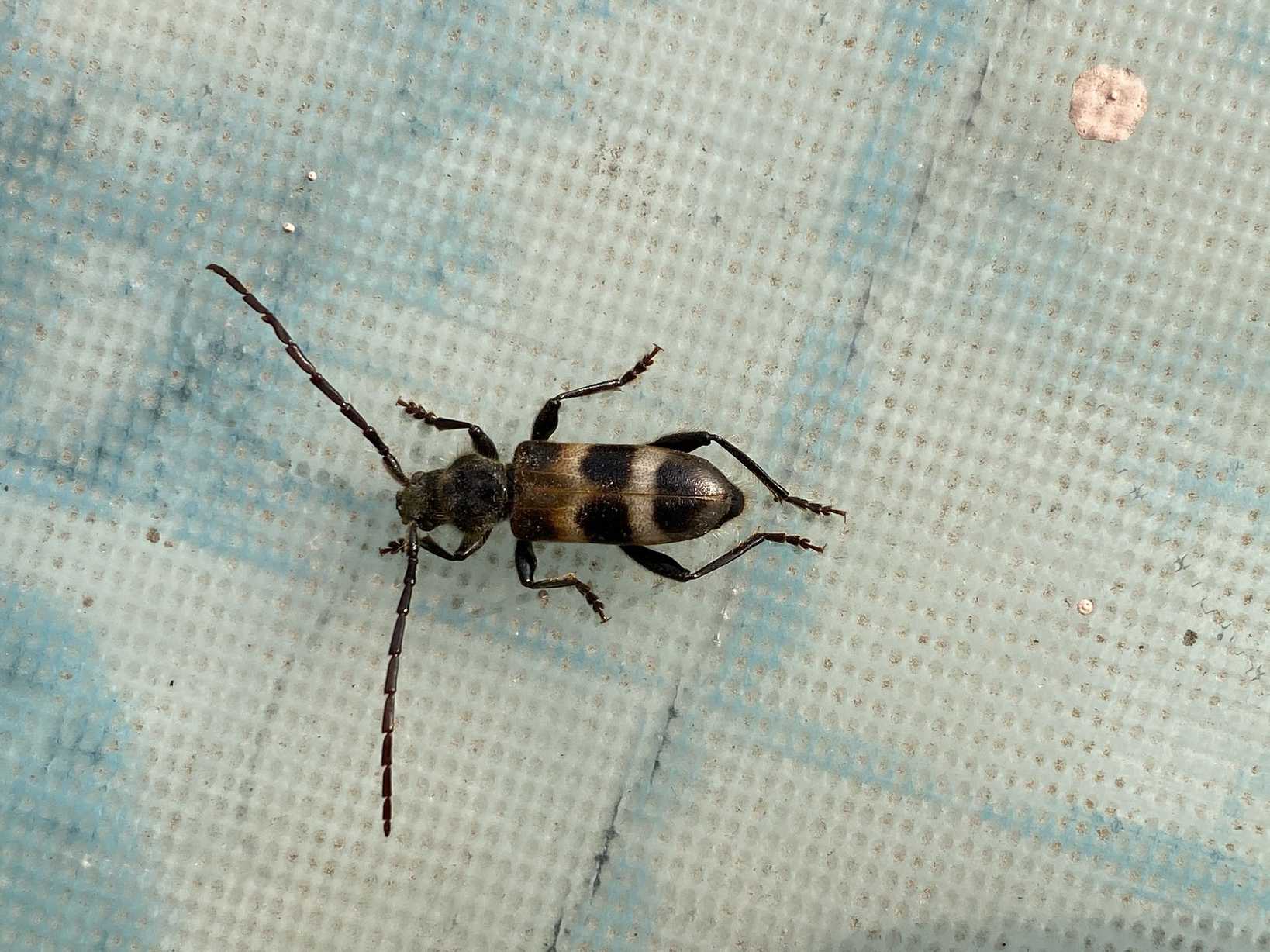 Semanotus bifasciatus