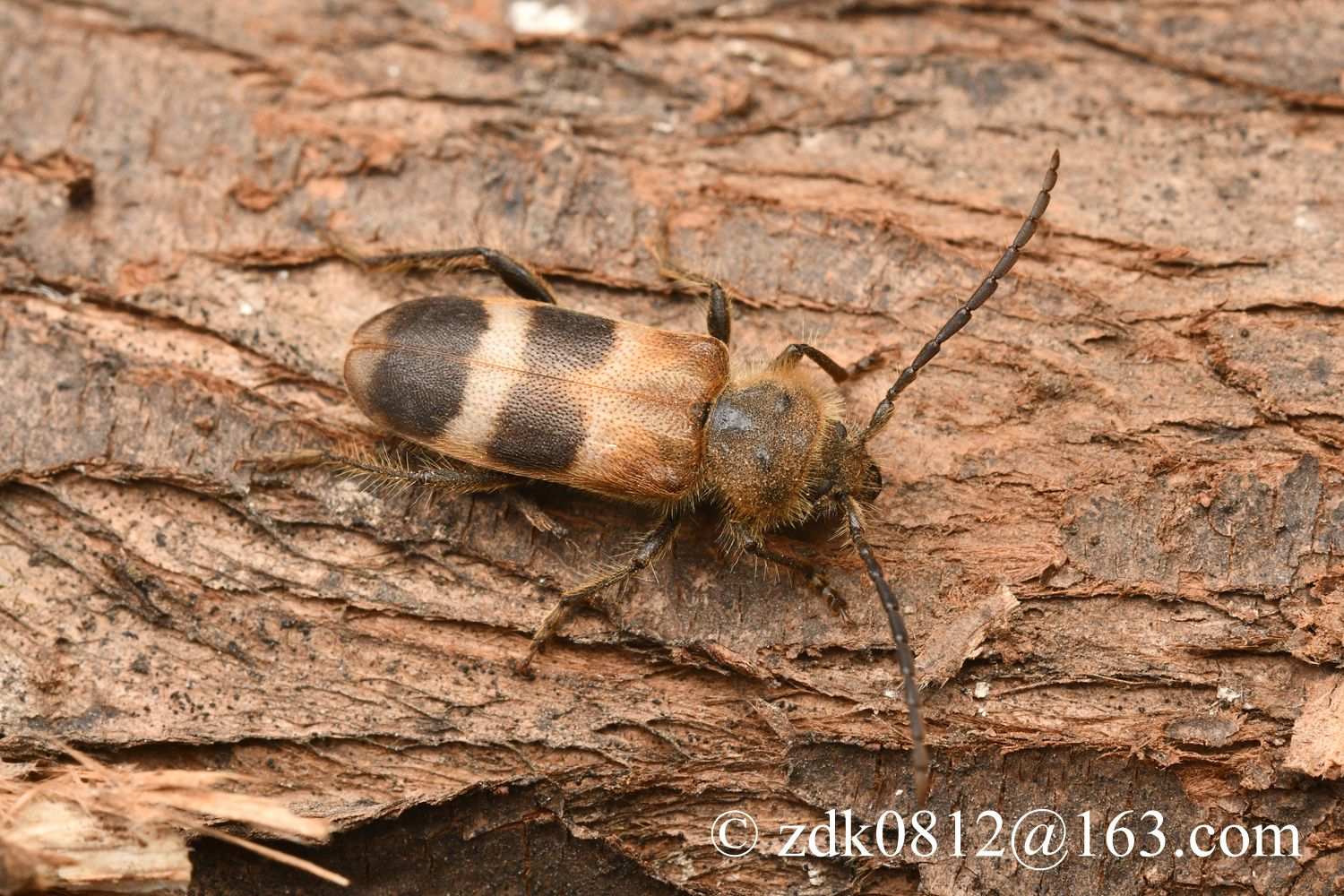 Semanotus bifasciatus