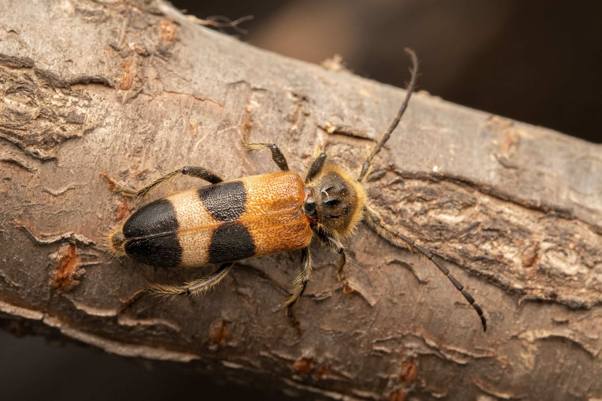 Semanotus bifasciatus