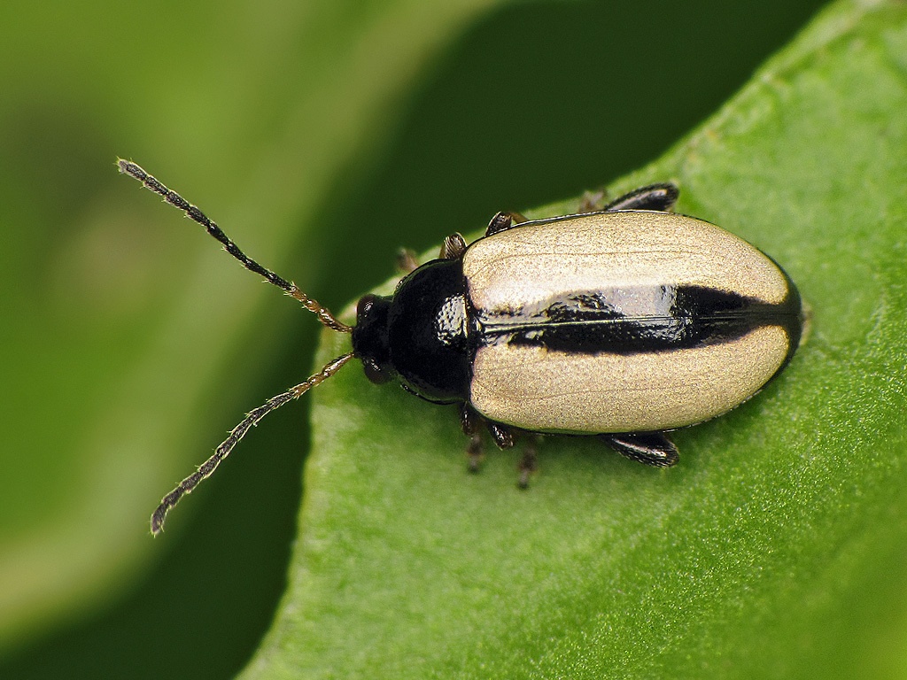 Phyllotreta armoraciae