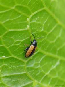 Phyllotreta armoraciae