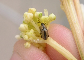 Phyllotreta armoraciae