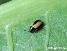 Phyllotreta armoraciae