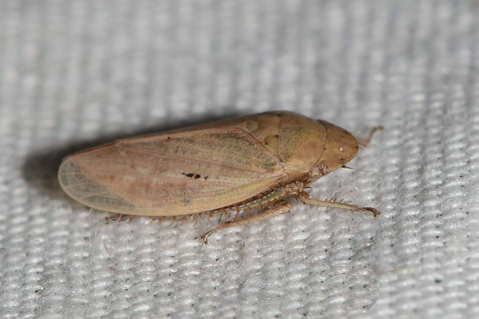 Prairiana