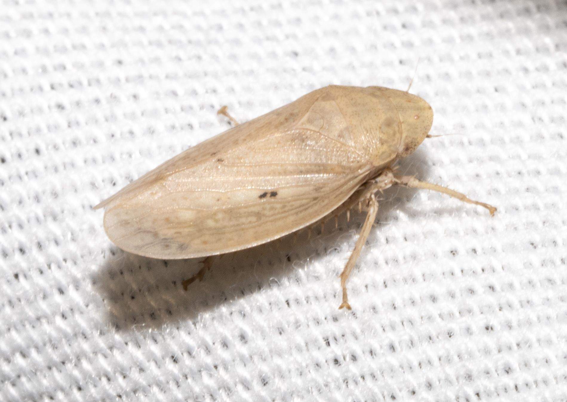 Prairiana