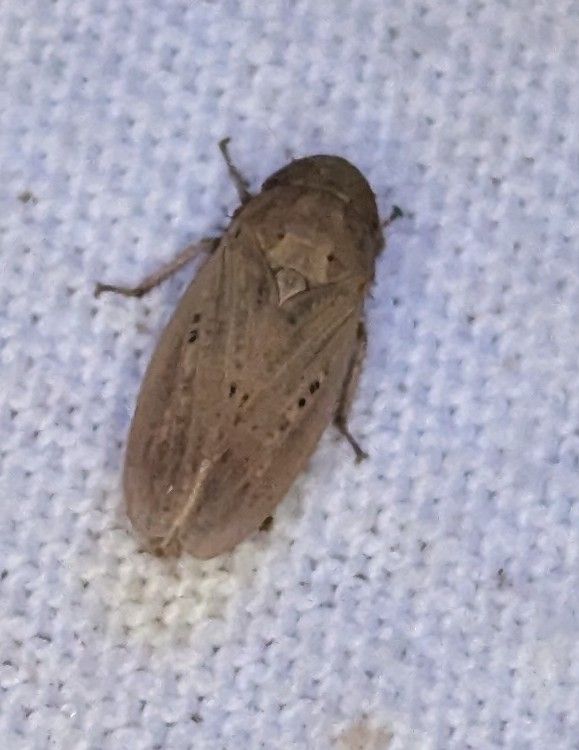 Prairiana